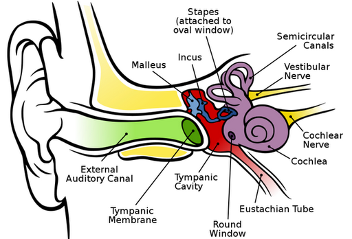 What Is An Ear, Nose And Throat Doctor And What Does He Do -4965